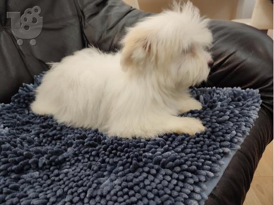Coton de Tulear / Πεκίνου κουτάβια