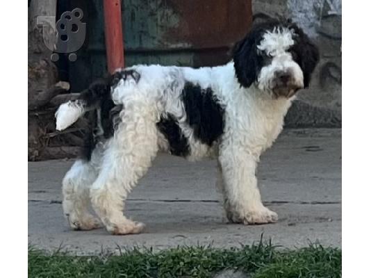 Lagotto Romagnolo προς πώληση