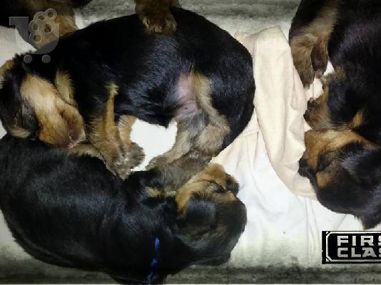 Yorkshire Terrier