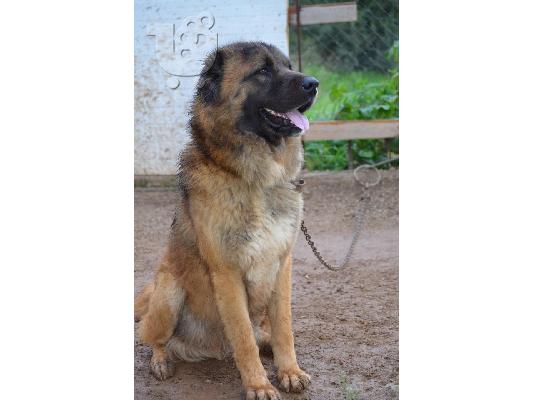 PoulaTo: ΠΩΛΟΥΝΤΑΙ ΚΟΥΤΑΒΙΑ ΚΑΥΚΑΣ ΤΣΟΠΑΝΟΣΚΥΛΑ