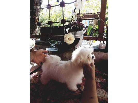 Μαλτέζικο κουτάβι. ένα θηλυκό