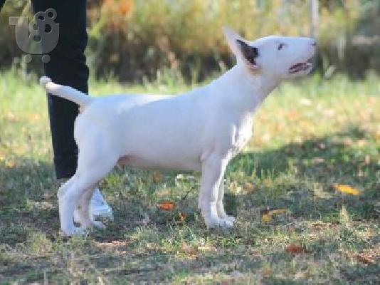 Bull Terrier κουτάβια