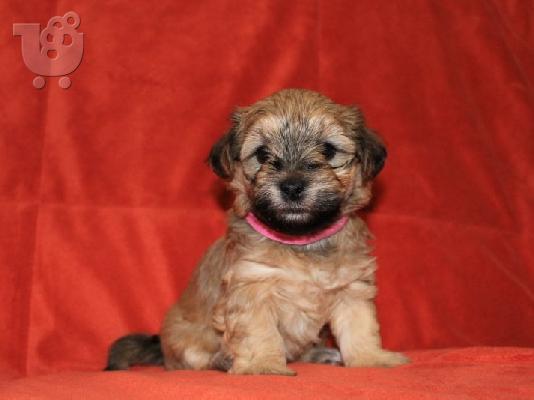 PoulaTo: Havanese Bichon κουτάβια