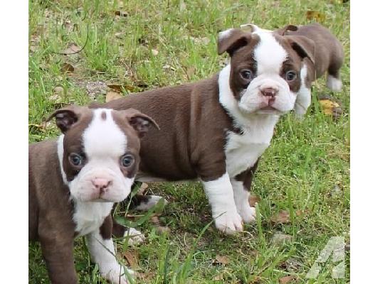 PoulaTo: Super Adorable Boston Terrier κουτάβια