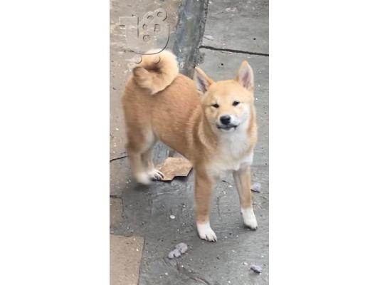 Shiba Inu κουτάβια
