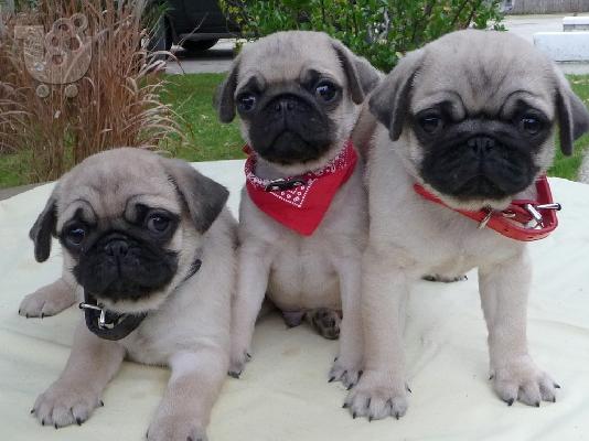 PoulaTo: Pug puppy