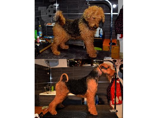 PoulaTo: Αιρντέιλ Τεριέ κουτάβια προς πώληση - Airedale terrier