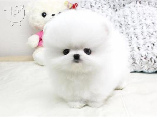 PoulaTo: Όμορφα κουτάβια Pomeranian
