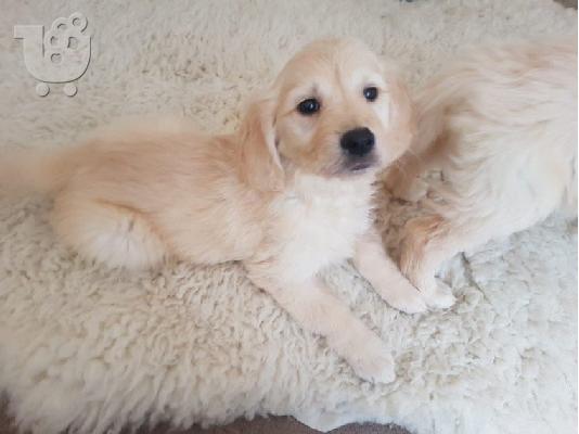 Όμορφα υγιή κουτάβια GODERN RETRIEVER