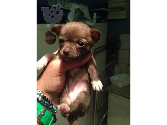 mikrosoma koritsakia