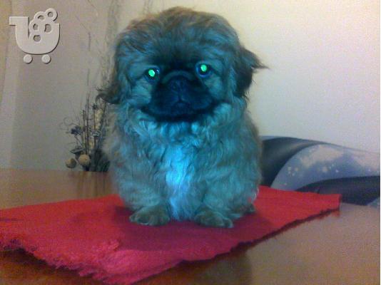 PoulaTo: Πεκινουά-330 euro