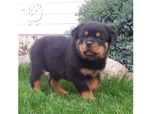 PoulaTo: Awesome κουτάβια Rottweiler για την υιοθεσία
