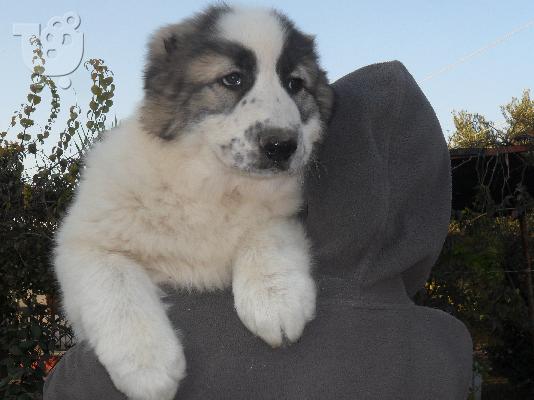 ΠΩΛΟΥΝΤΑΙ ΚΟΥΤΑΒΙΑ ΚΕΝΤΡΙΚΗΣ ΑΣΙΑΣ