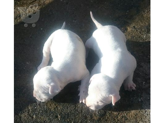 Dogo argentino