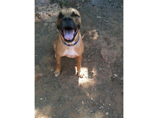 Μποξερ βρεθηκε στο Περαμα