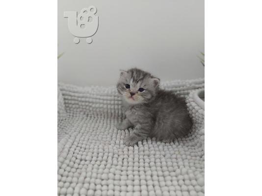Βρετανικά γατάκια Longhair Tabby προς πώληση