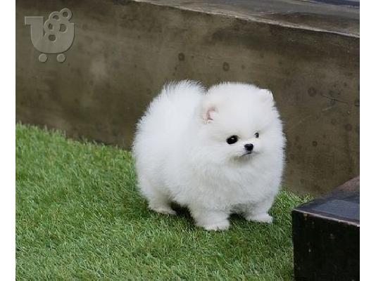 PoulaTo: Πωλούνται Pomeranian Dogs and Puppies