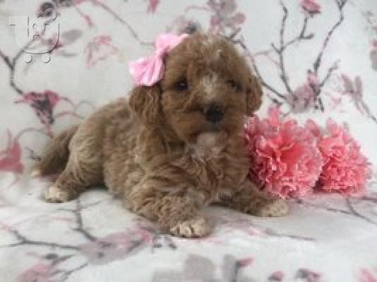 PoulaTo: Double Doodle Puppies