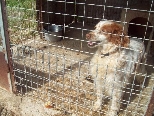 PoulaTo: Επανιελ χαριζεται