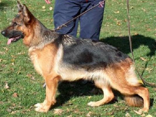 PoulaTo: Γερμανικο ποιμενικο καθαροαιμο κουταβακι