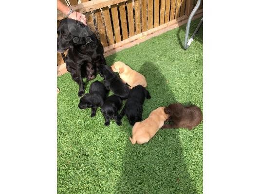Προς πώληση Labrador Retriever Σκύλοι και κουτάβια