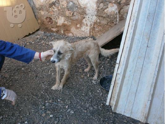 Μικροσωμα σκυλακια χαριζονται
