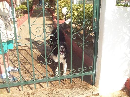 Λυκος/κολευ χαριζεται για φυλακας