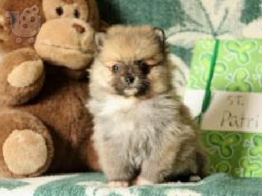 PoulaTo: Pomeranians για υιοθεσία