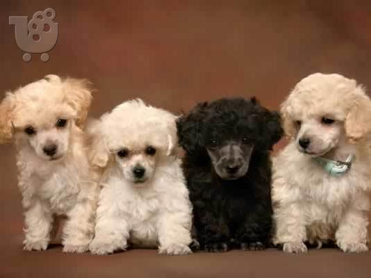 PoulaTo: poodle mini