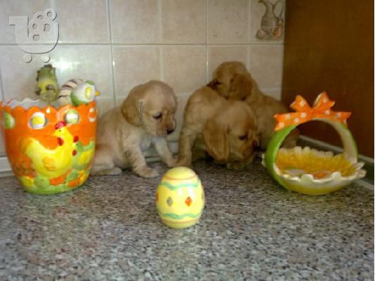 Κοκερ σπανιελ