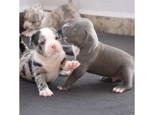 PoulaTo: Pitbull -