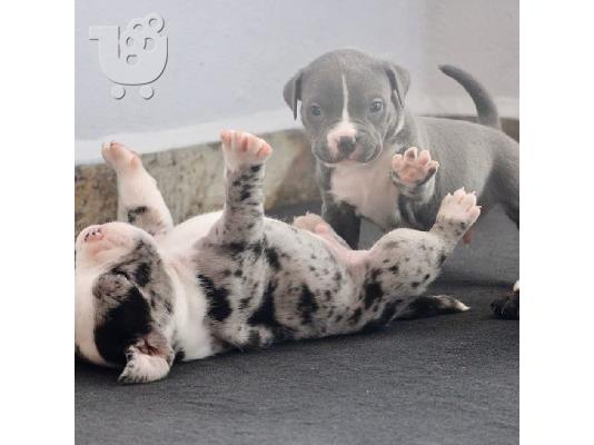 Pitbull dog