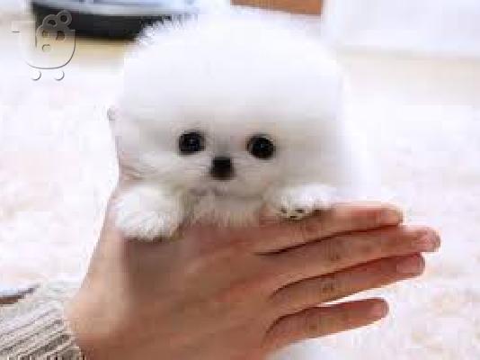PoulaTo: Pomeranian κουτάβια Διαθέσιμο
