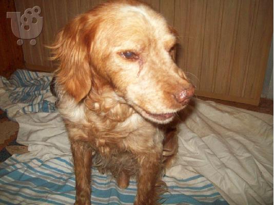 Ο Ryan 6.5 ετων