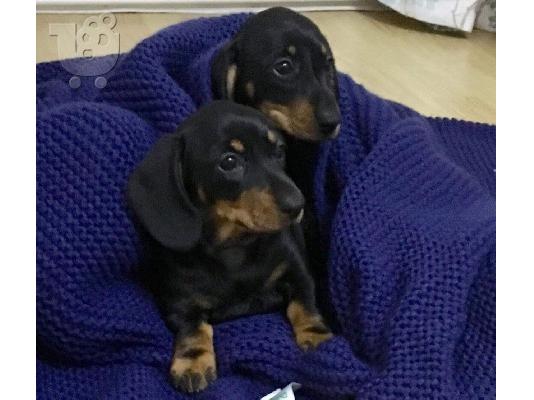 PoulaTo: Excellence Dachshund Puppies Αρσενικό και Θηλυκό