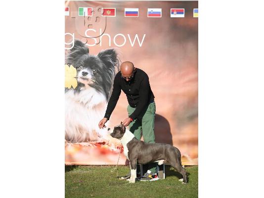 American Staffordshire Terrier Κουτάβια Blueline