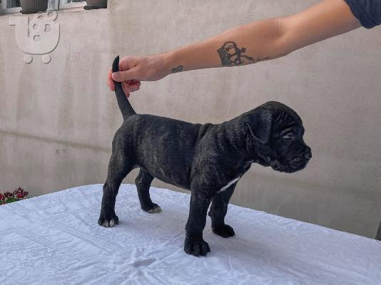 PoulaTo: Cane Corso κουτάβι