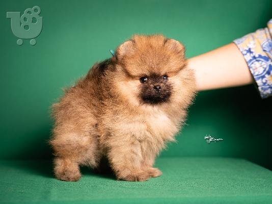 Pomeranian Spitz κουτάβια