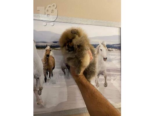 Poodle και Pomeranian Spitz κουτάβια
