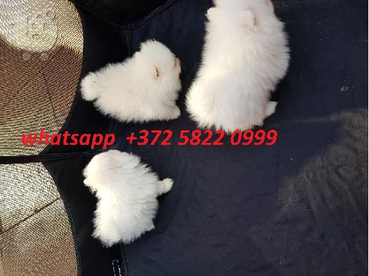PoulaTo: pomeranian puppies for adoption