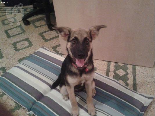 PoulaTo: Χαρίζεται ημίαιμο θυληκό ποιμενικό