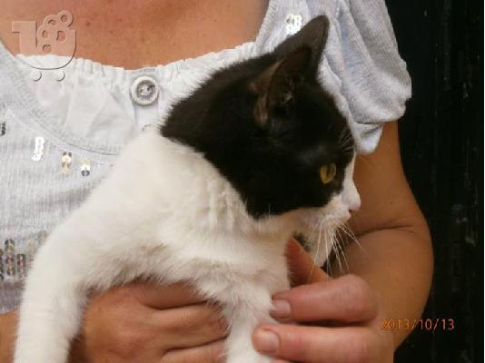 Γατακι χαριζεται