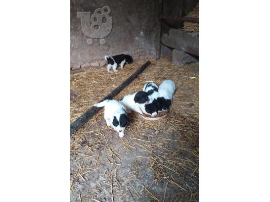 Βουλγαρικο ποιμενικό - 300 euro REAL FOTO!