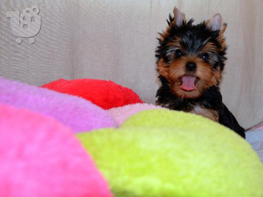 Yorkshire Terrier με PEDIGREE