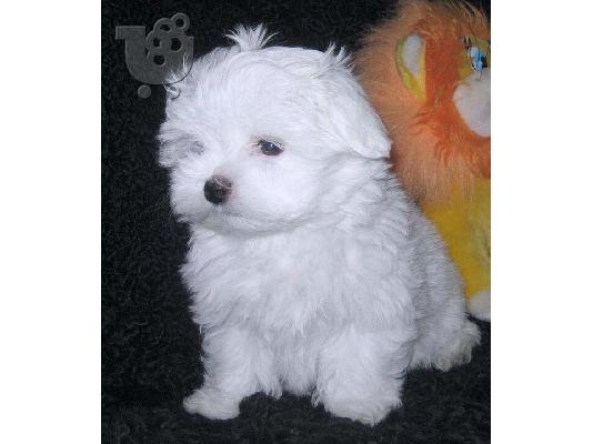 Labrador καθαροαιμα κουταβακια απο γονεις με pedigree ΑΘΗΝΑ (6979314054)...