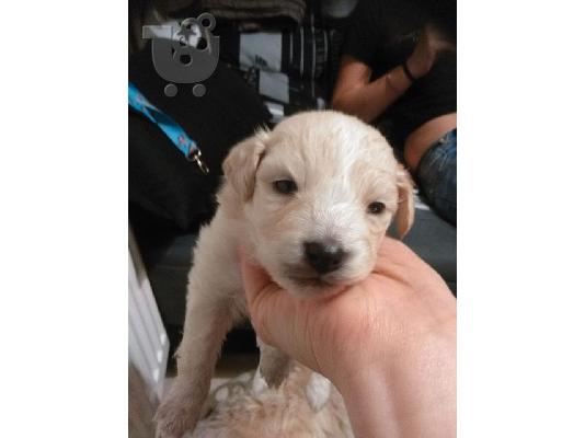 Κανις με τεριε