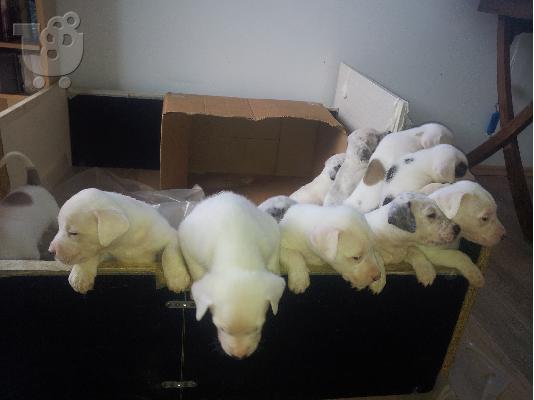 PoulaTo: DOGO ARGENTINO