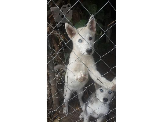 Siberian Husky Original Colour for sale!