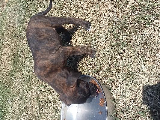 Πρεσα καναριο