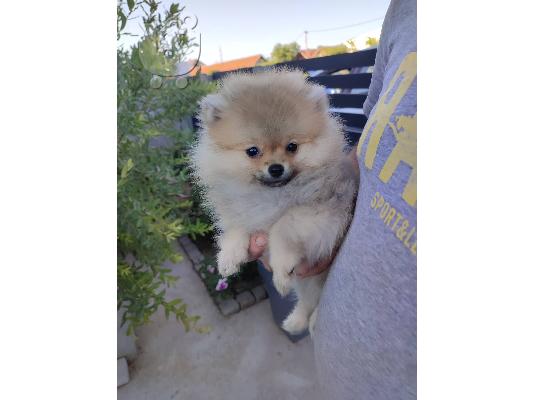 Pomeranian Boo κουτάβια
